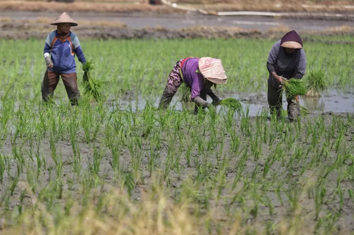 Cara Lengkap Daftar Jadi Petani Milenial dengan Gaji Rp 10 Juta Per Bulan