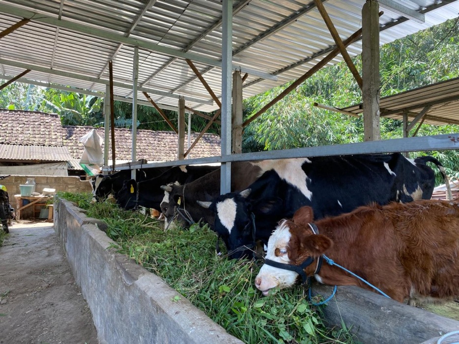 UNGGULAN: Aktivitas peternak sapi perah di Desa Cepokolimo, Kecamatan Pacet, Kabupaten Mojokerto.