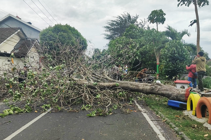Pohon tumbang di Jalan Tropodo, Kota Mojokerto