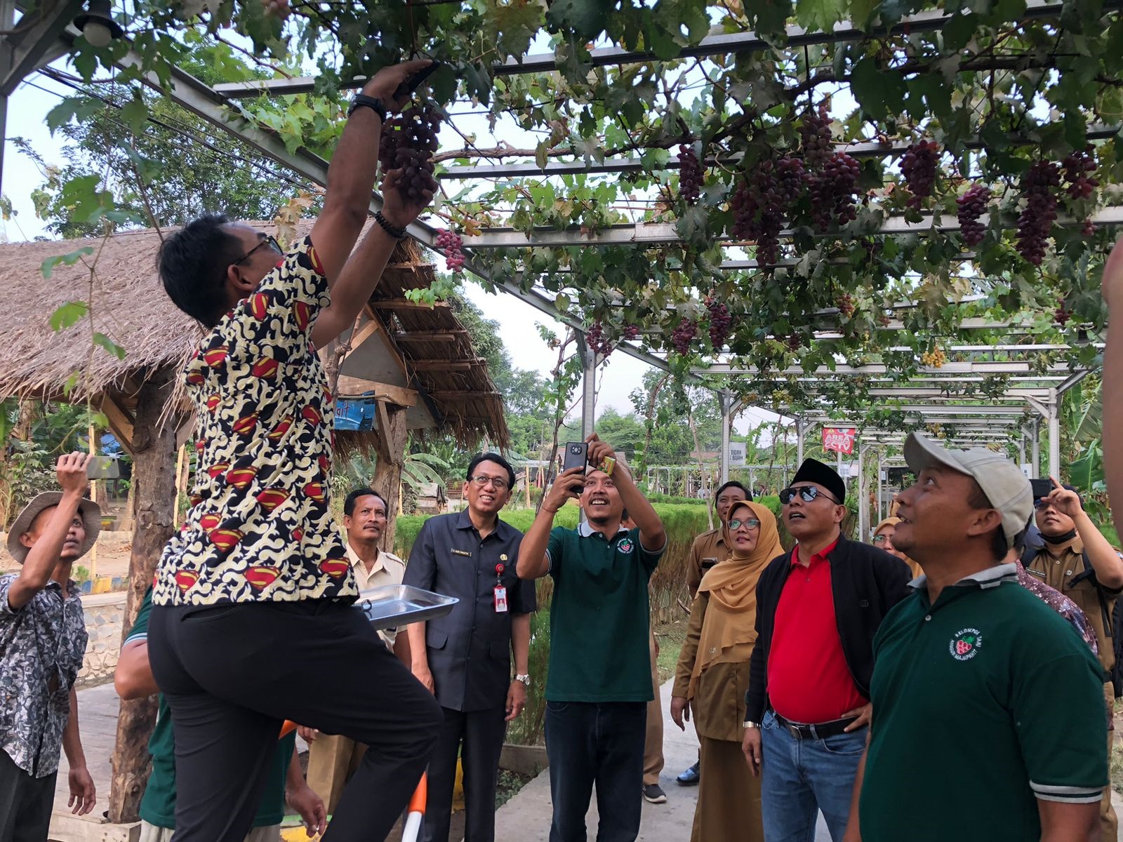 POTENSIAL: Kampung Anggur Mojopahit Desa Kedungmaling, Kecamatan Sooko dikunjungi anggota DPRD Jawa Timur sebagai kawasan desa wisata ikonik di Kabupaten Mojokerto.