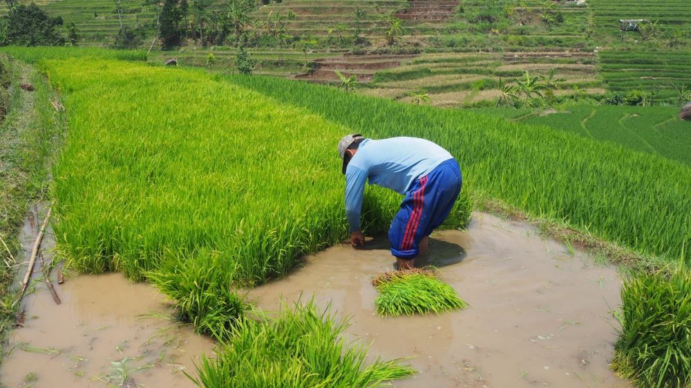 PERTANIAN ORGANIK: Petani menanam padi organik yang dikembangkan di Desa Penanggungan, Kecamatan Trawas.