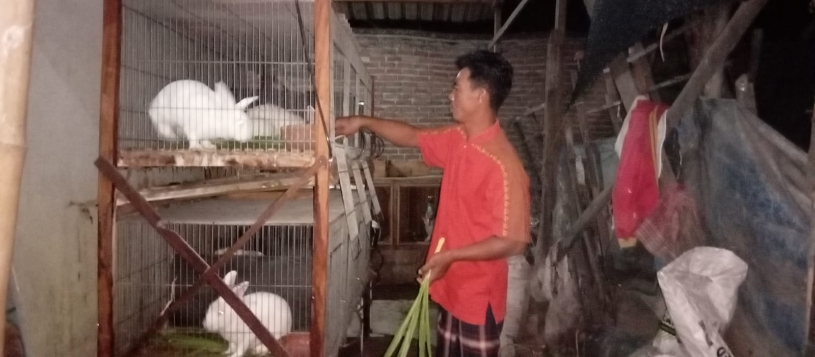 POTENSIAL: Budi daya kelinci dipilih Pemdes Sambiroto sebagai program ketahanan pangan karena menyimpan nilai ekonomi tinggi.