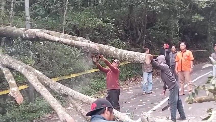 AMBRUK: Proses evakuasi pohon tumbang di Jalan Raya Dusun Sendi, Desa/Kecamatan Pacet, Kabupaten Mojokerto, kemarin.