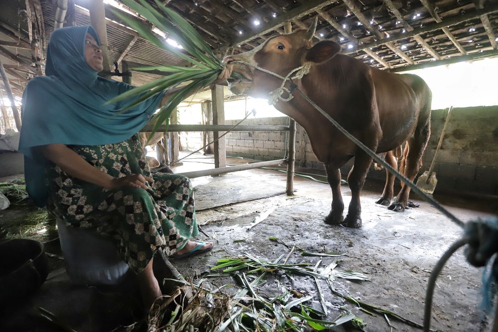 DIRAWAT: Peternak sapi di Dusun Gogor, Desa Madureso, Kecamatan Dawarblandong, memberi makan sapi yang sakit akibat terpapar PMK, Rabu (1/1).