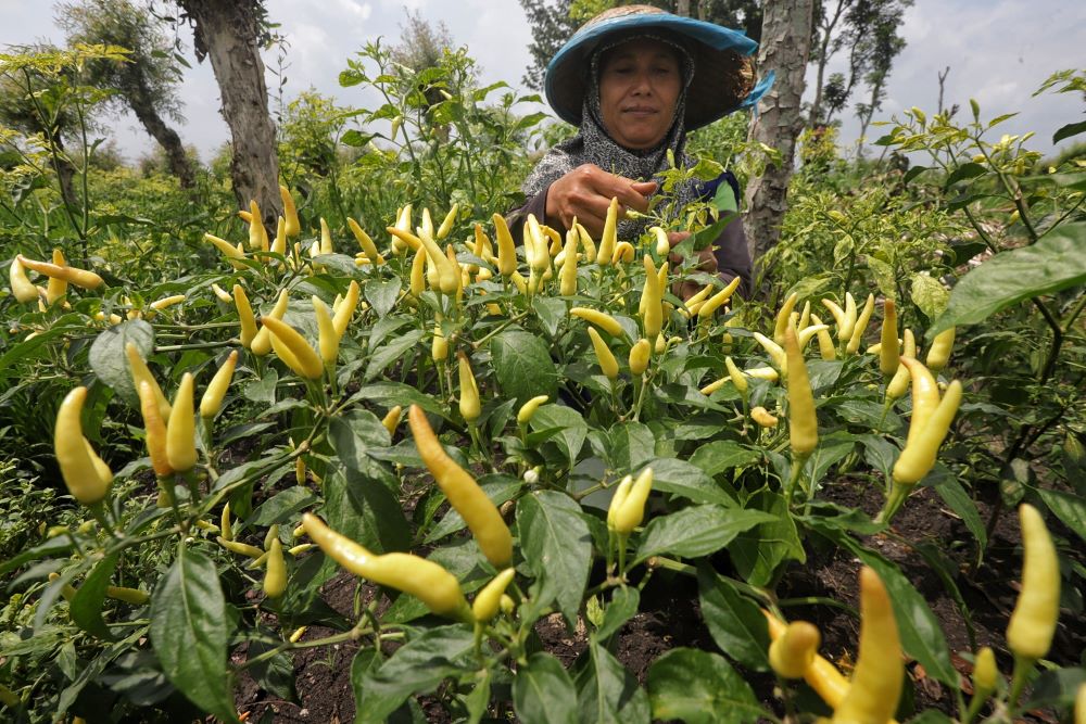 DIPETIK MUDA: Petani cabai di Dusun Sumbersono, Desa Brayublandong, Kecamatan Dawarblandong, memilih panen dini setelah harga cabai melambung tinggi, kemarin (7/1).