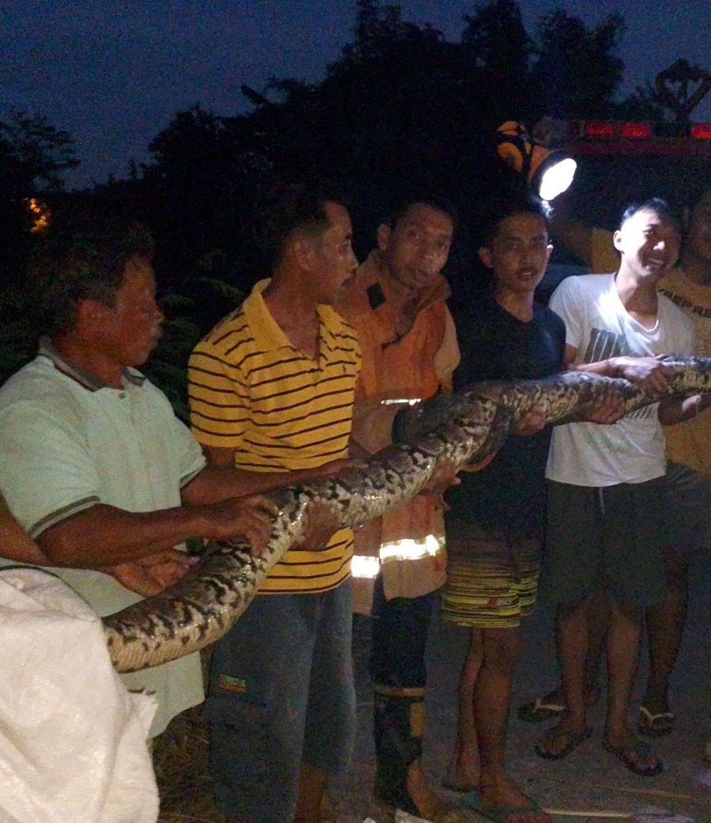 MERESAHKAN: Petugas Damkar BPBD Kabupaten Mojokerto dan warga menangkap ular piton di Desa Mlaten, Kecamatan Puri, Kamis (9/1) malam.