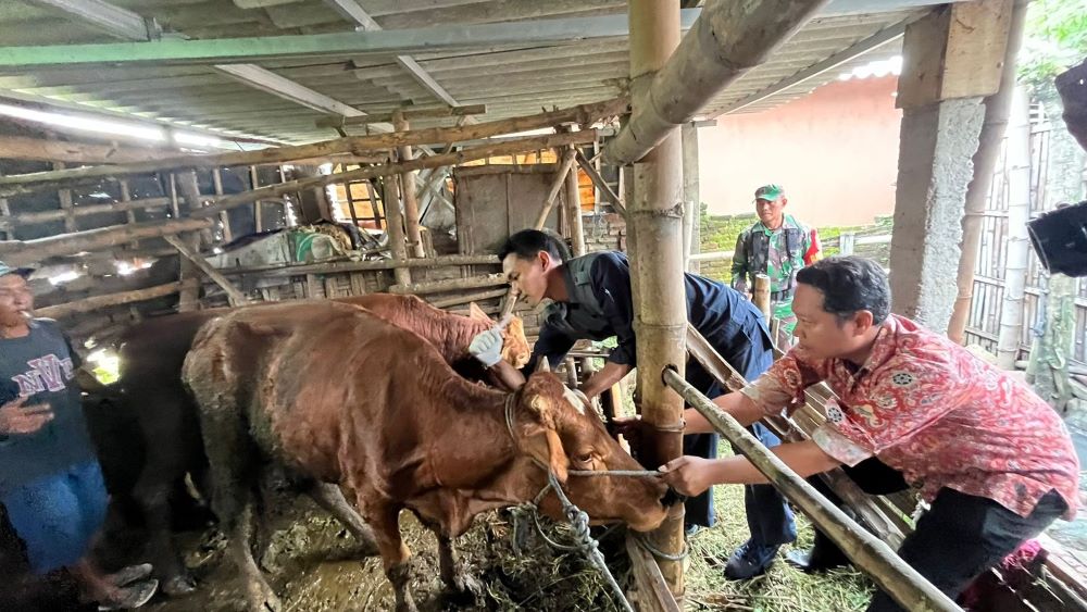 RENTAN: Vaksinator Disperta Kabupaten Mojokerto menyuntikkan vaksin PMK kepada sapi di Desa Segunung, Kecamatan Dlanggu, Kamis (16/1).