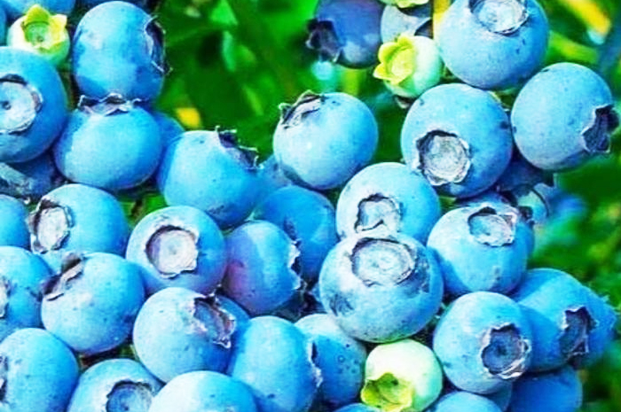 Bluerberry