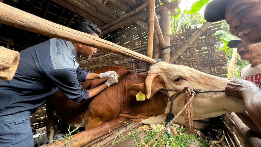 DITANGANI: Petugas Dinas Pertanian Kabupaten Mojokerto memberi vaksinasi ke sapi di Desa Segunung, Kecamatan Dlanggu, pekan lalu.
