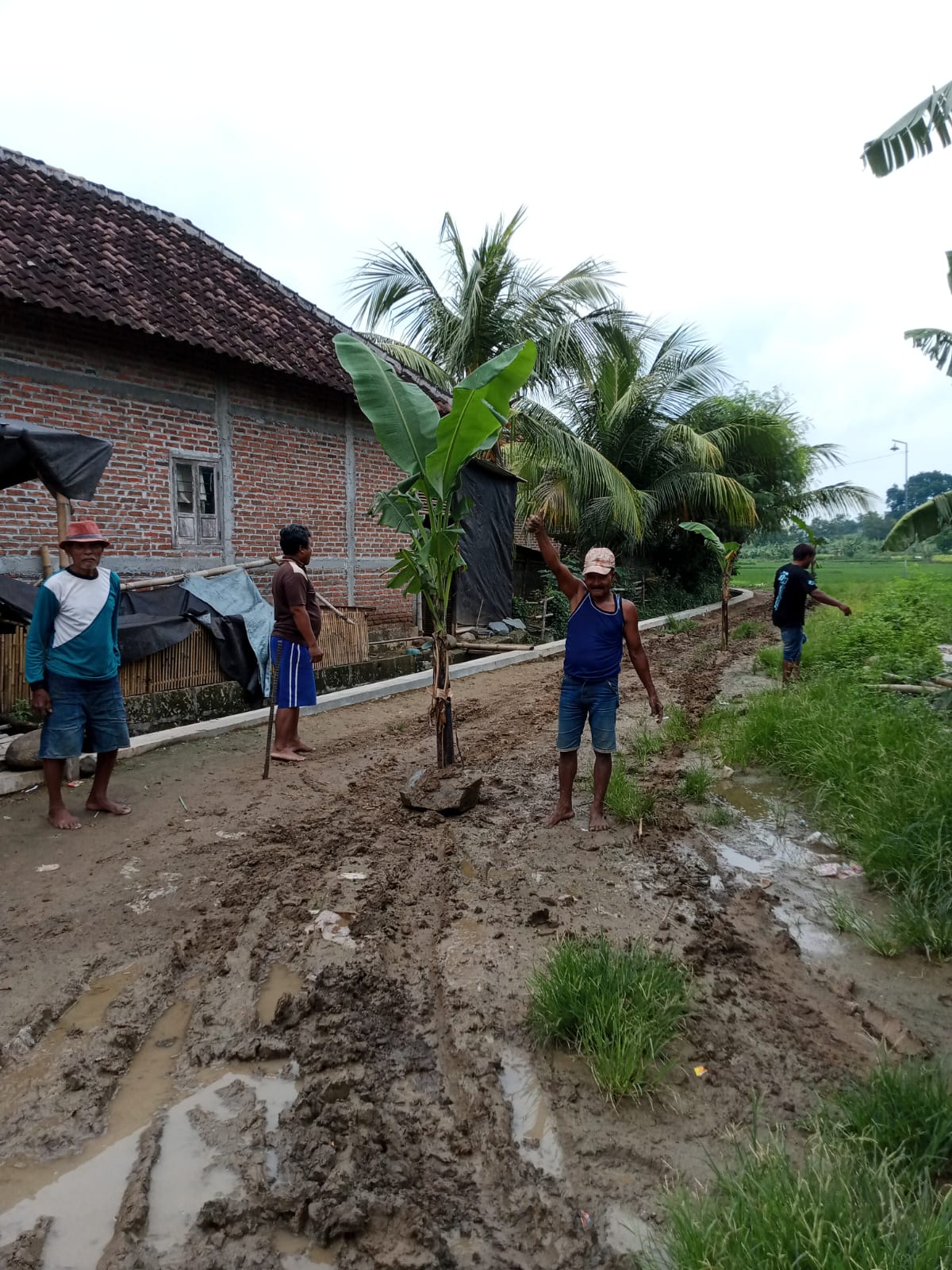 Memprihatinkan: Warga Dusun Kedungpalang, Desa Lakardowo, Kecamatan Jetis, menanam pohon pisang di jalan rusak antardesa rusak parah sebagai bentuk protes, Senin (27/1).