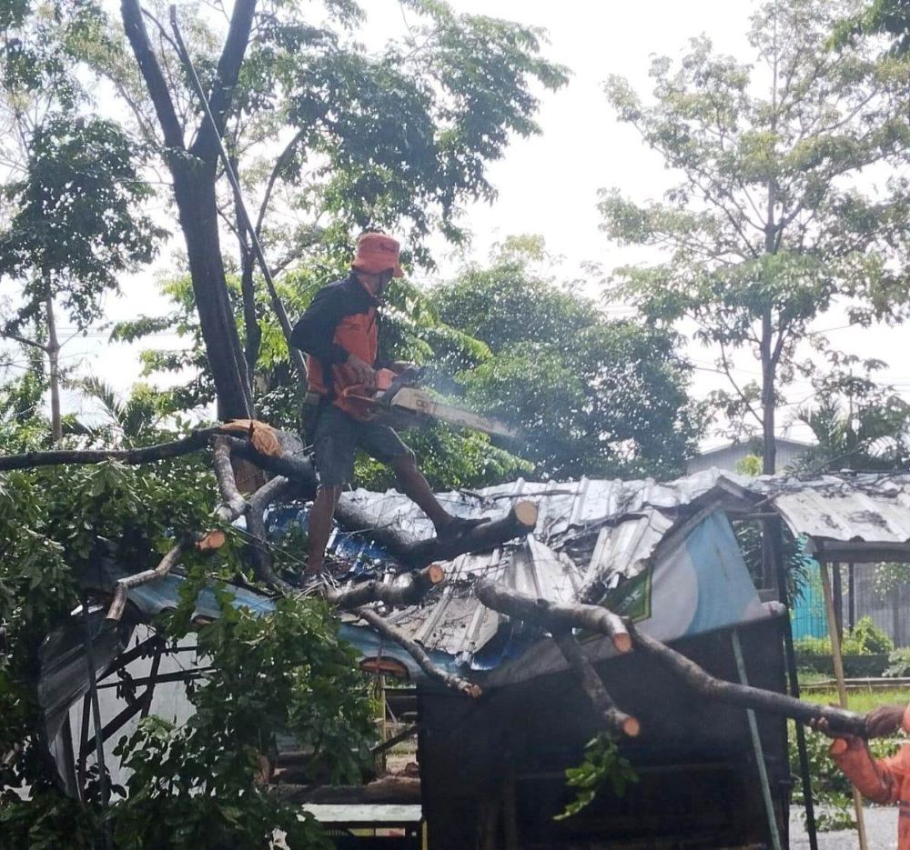 DISAPU ANGIN: Petugas mengevakuasi pohon tumbang yang menimpa warung di kawasan Stadion Gajah Mada, Desa Jotangan, Kecamatan Mojosari, kemarin (29/1).