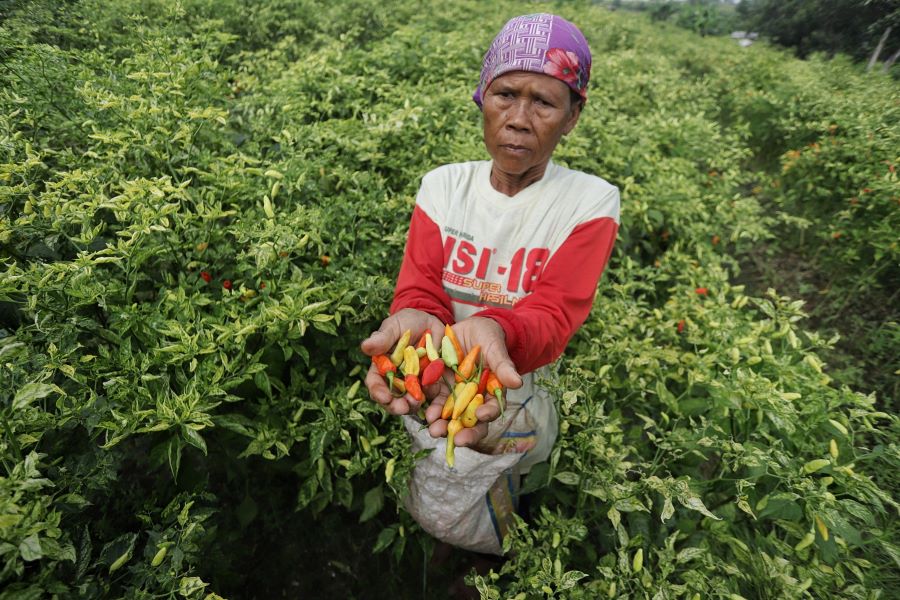 MULAI PETIK: Petani di Desa Temuireng, Kecamatan Dawarblandong, sedang memanen cabai, kemarin.