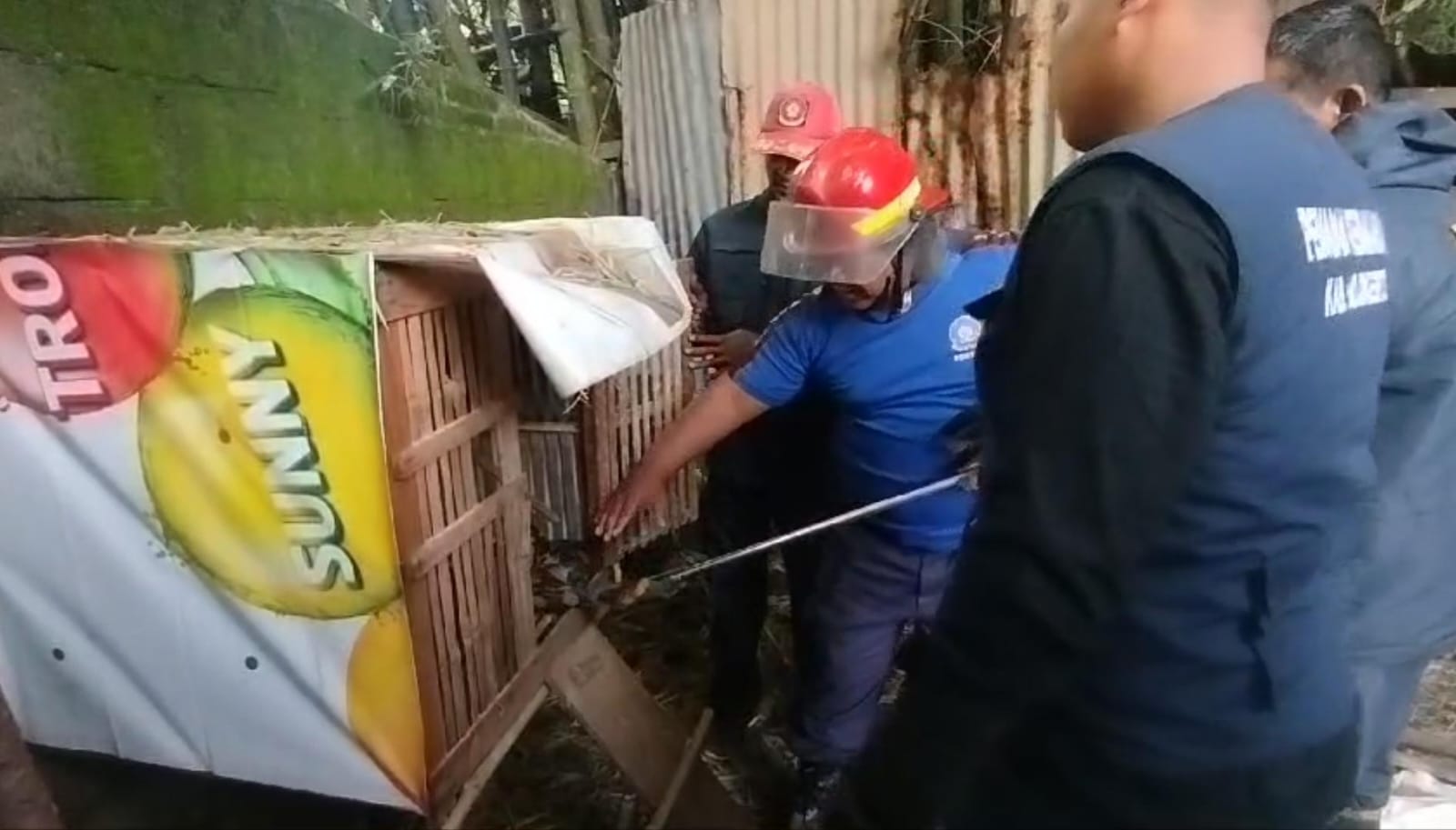 REPTIL LIAR: Petugas damkar mengevakuasi ular piton di kandang milik warga Desa Kedungmaling, Kecamatan Sooko, Selasa (4/2).