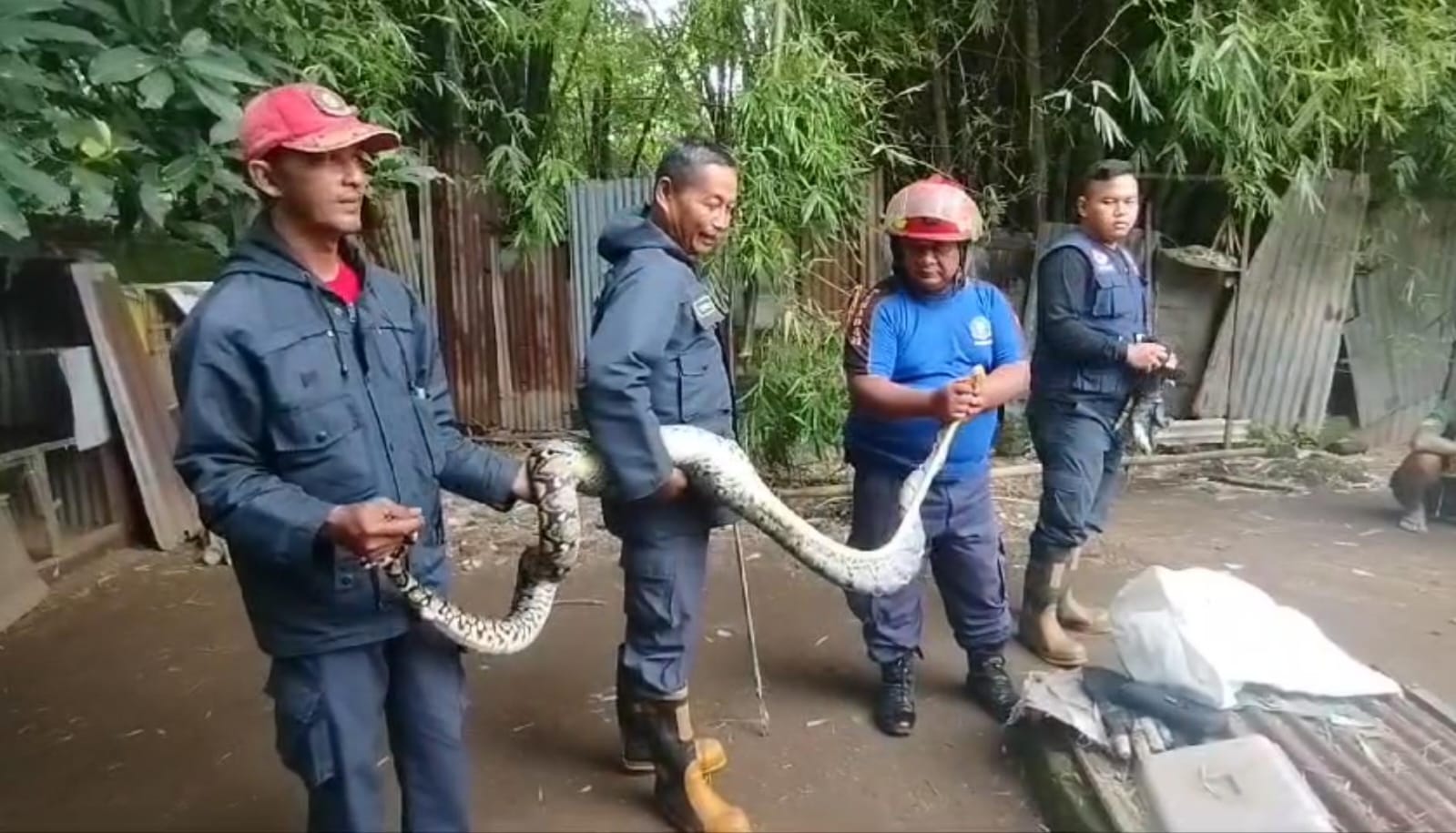 REPTIL LIAR: Petugas damkar mengevakuasi ular piton di kandang milik warga Desa Kedungmaling, Kecamatan Sooko, Selasa (4/2).