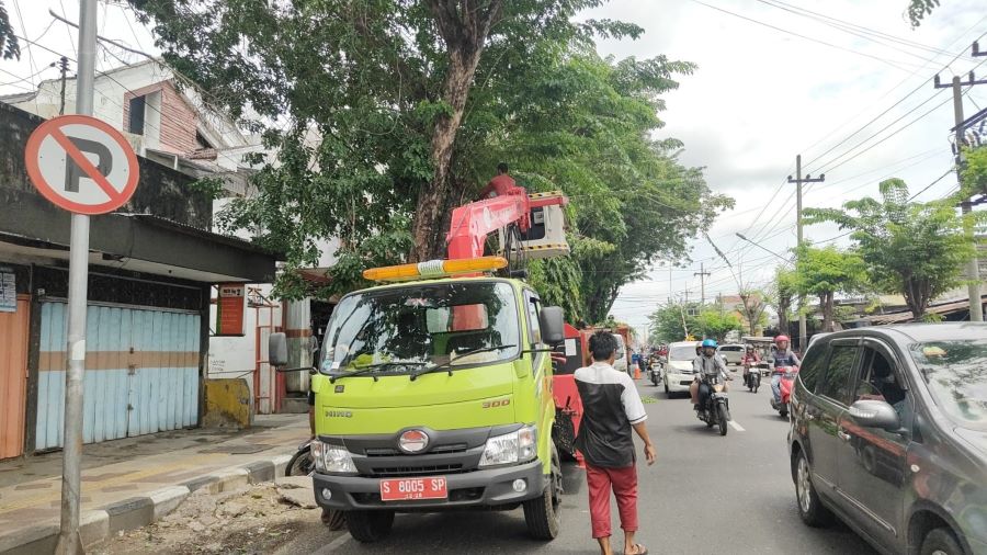 DIPANGKAS: Petugas DLH Kota Mojokerto saat melakukan perapian ulang pohon peneduh di sepanjang Jalan Mojopahit selatan, Jumat (7/2).