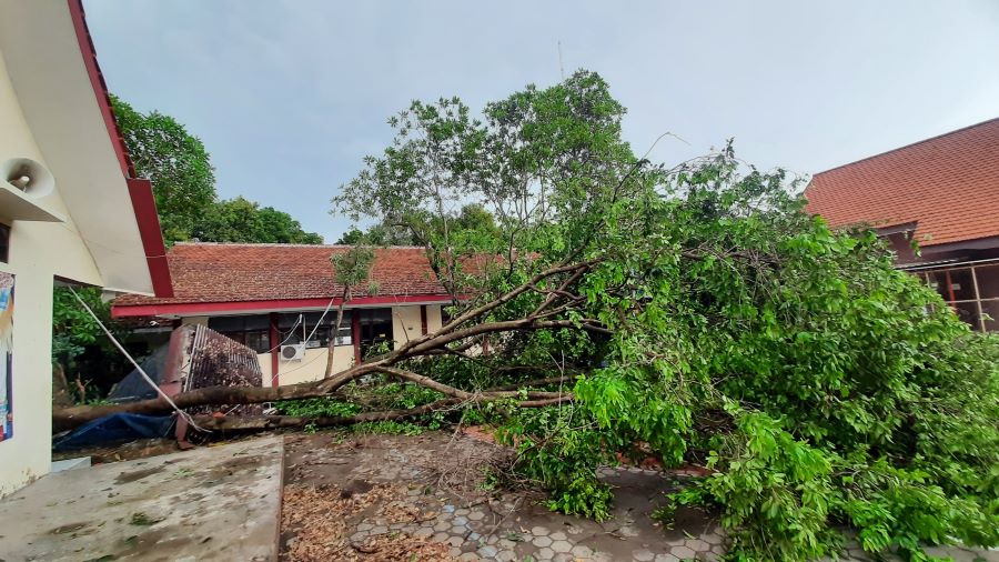 TERDAMPAK: Pohon tumbang di halaman SMPN 3 Mojokerto akibat diterpa angin kencang pada Minggu (9/2). Pohon yang roboh sudah dilakukan evakuasi dan pembersihan, kemarin (10/2).
