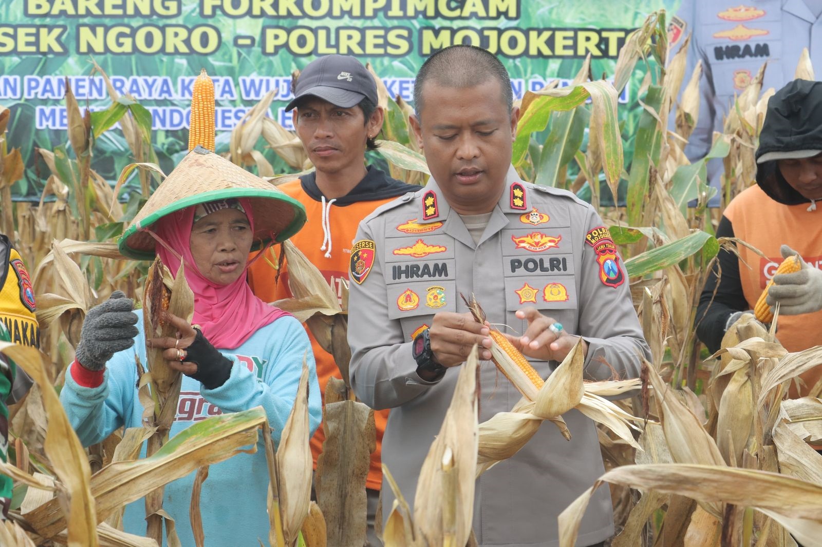LESU: Petani bersama Kapolres Mojokerto AKBP Ihram Kustarto memetik jagung saat panen raya di Desa Kutogirang, Kecamatan Ngoro, Kamis (20/2).