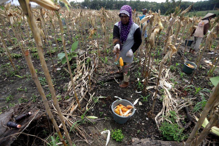PANEN: Petani menanen jagung di Desa Suru, Kecamatan Dawarblandong. Disperta mengungkapkan produktivitas komoditas jagung di Kabupaten Mojokerto terus meningkat.