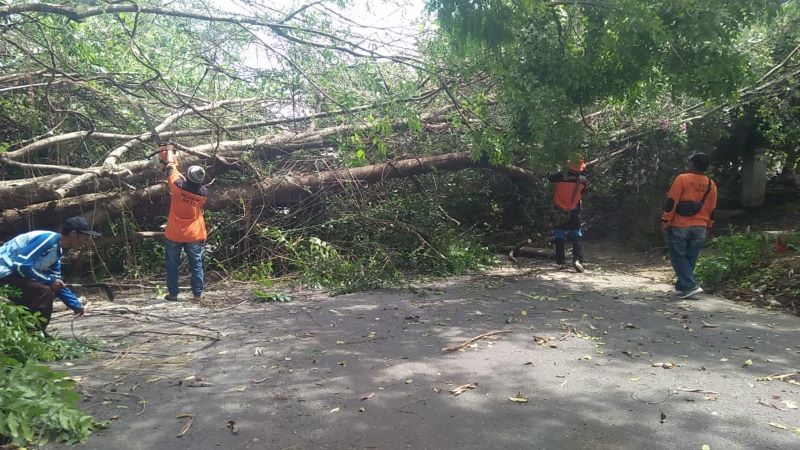 TUTUP JALAN: Proses evakuasi pohon yang tumbang di Desa Jatijejer, Kecamatan Trawas, kemarin.