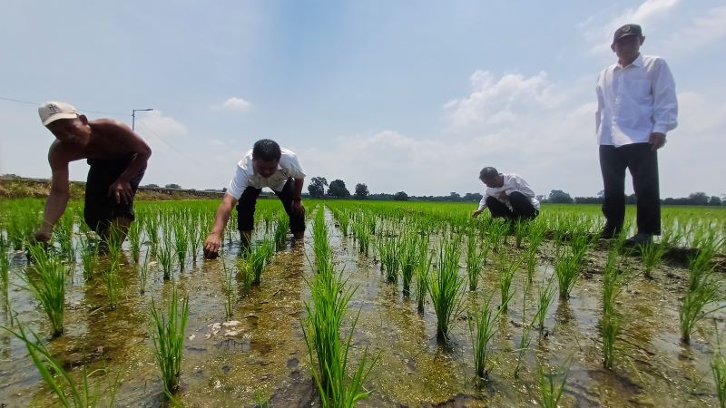 PERCONTOHAN: Kepala Desa Jabontegal Nur Rohmad (dua kiri) bersama perangkat sedang membersihkan rumput liar di area sawah Dusun jogodayo, Desa Jabontegal, Kecamatan Pungging, Kabupaten Mojokerto.