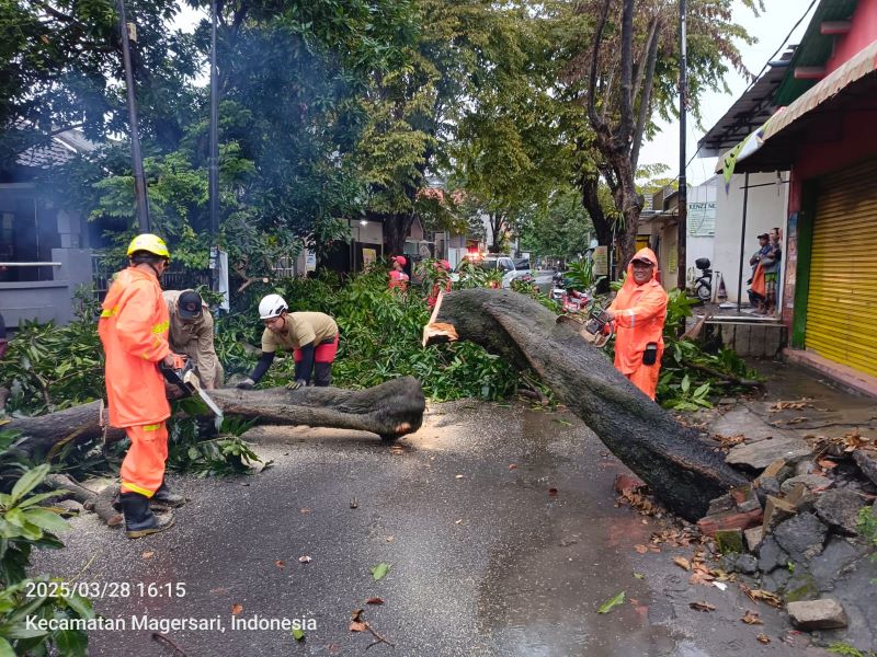 PENANGANAN: Petugas gabungan mengevakuasi pohon tumbang di Jalan Penanggungan, Kelurahan Wates, Kecamatan Magersari, Kota Mojokerto, kemarin.