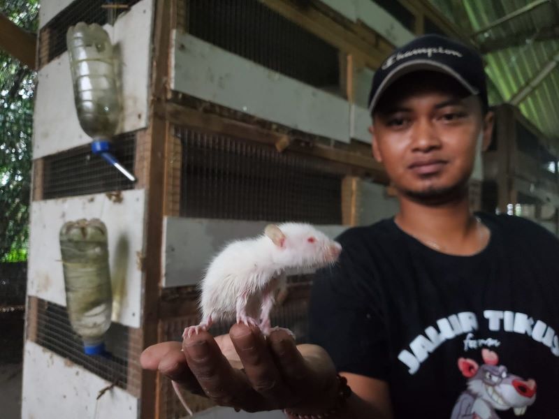 SUMBER PENDAPATAN: Agung Saputro menunjukkan tikus yang diternak di Desa Mojorejo, Kecamatan Pungging.