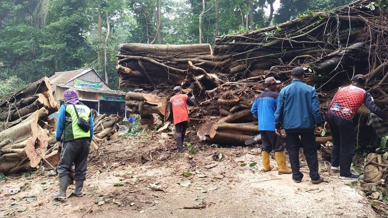 MENUTUP JALAN: Petugas mengevakuasi batang pohon bulu yang tumbang menutup akses wisata Petirtaan Jolotundo, Desa Seloliman, Kecamatan Trawas, Selasa (15/4).