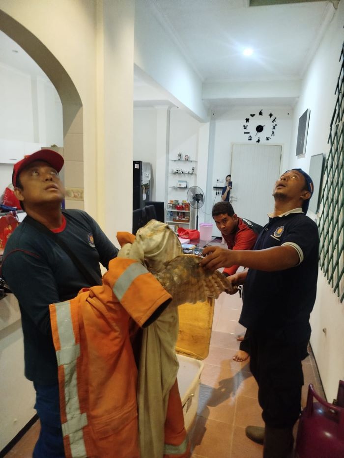 BIKIN PANIK: Petugas damkar mengevakuasi burung hantu di rumah warga Jalan Mojopahit, Kota Mojokerto, kemarin (20/4).