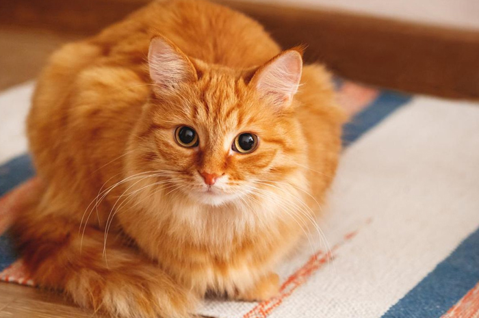 Fakta Kucing Oren Betina yang Menggemaskan tapi Cukup Langka? Kenali Sifat dan Alasannya
