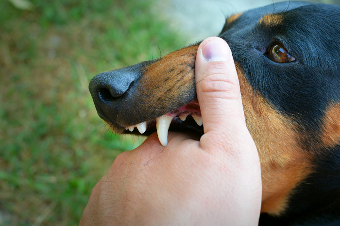 Waspada Rabies! Kenali Ciri, Cara Penanganan, Hingga Sejarah Munculnya Vaksin yang Digunakan