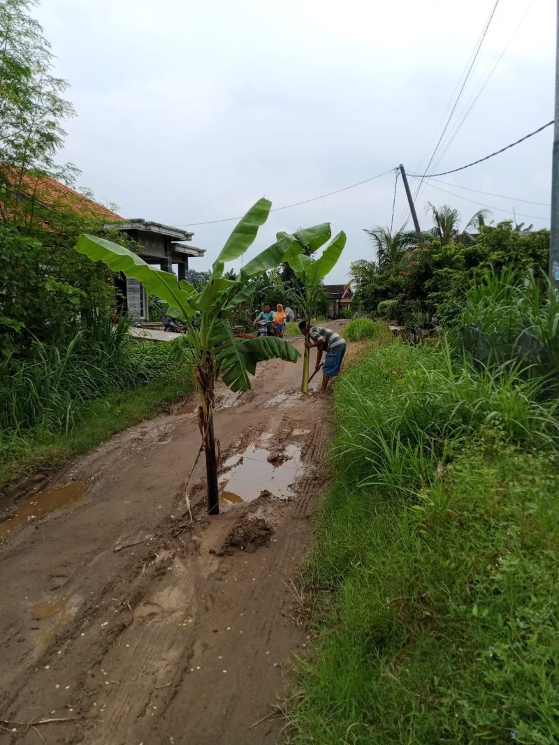 JALAN RUSAK: Warga Dusun Kedungpalang, Desa Lakardowo, Kecamatan Jetis, menanam pohon pisang di jalan rusak antardesa sebagai bentuk protes, 27 Januari lalu.