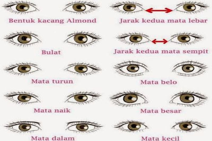 jenis-jenis bentuk mata