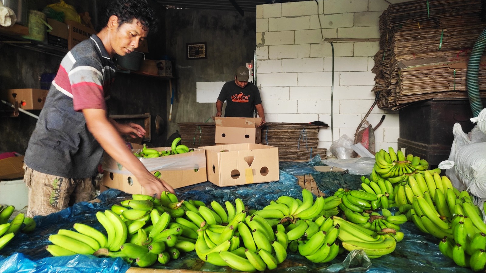 HASIL TANI: Pisang cavendish jadi salah satu komoditas pertanian unggulan di Desa Kalipuro, Kecamatan Pungging.