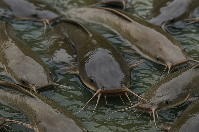 Fakta Menarik Kandungan Nutrisi Ikan Lele, Benarkah Bisa Menurunkan Kadar Kolesterol?