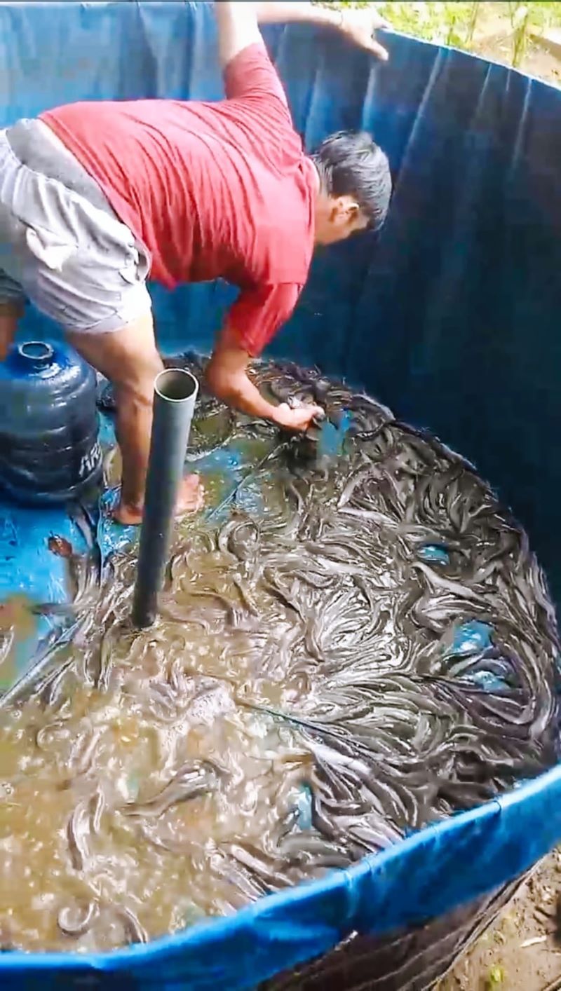 BANTUAN PANGAN: Perangkat Desa Plososari, Kecamatan Puri membagikan ikan lele guna meningkatkan kualitas asupan gizi di tingkat masyarakat.