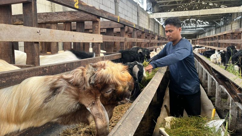 MENINGKAT: Peternak kambing asal Mojoanyar, Decka Vertian Ginanjar, kebanjiran order jelang hari raya Idul Adha.