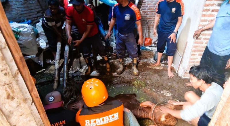 TERJEREMBAB: Sapi bunting milik warga Desa Sawo, Kecamatan Kutorejo, dievakuasi tim damkar usai terperosok ke dalam septic tank, Selasa (20/5).