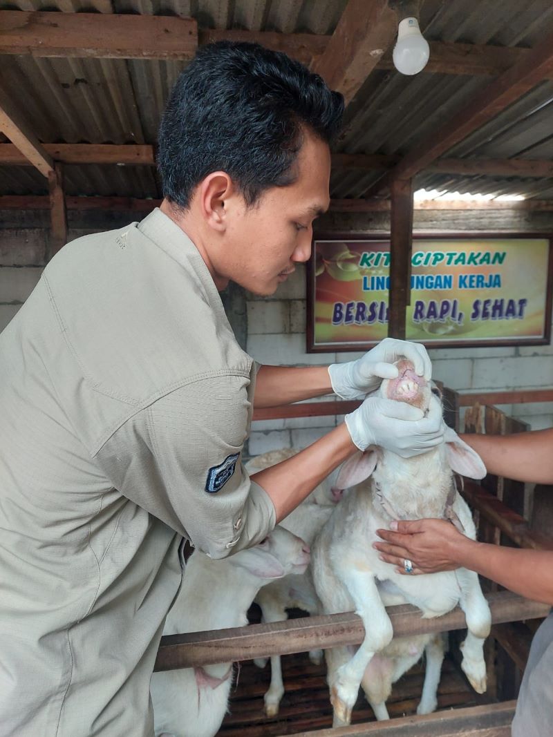DITELITI: Tim dokter hewan Dinas Pertanian Kabupaten Mojokerto memeriksa kesehatan domba yang dijual untuk dikurbankan di salah satu peternakan di Kecamatan Pungging, kemarin (26/5).