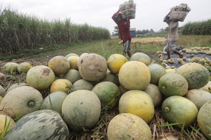 CUACA BURUK: Petani melon di Desa Banjarsari, Kecamatan Jetis, Kabupaten Mojokerto mengeluhkan cuaca buruk yang berdampak terhadap tanaman mereka, kemarin (27/5).