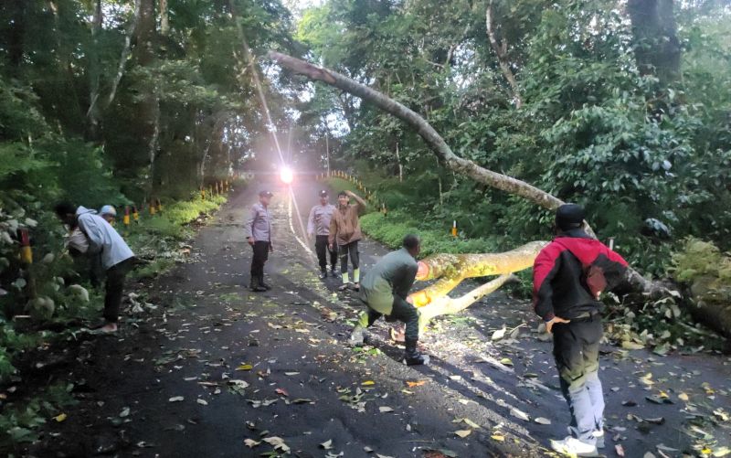 RAWAN: Petugas gabungan mengevakuasi batang pohon tumbang yang melintang menutup Jalur Pacet-Cangar, Desa/Kecamatan Pacet, kemarin (31/5).