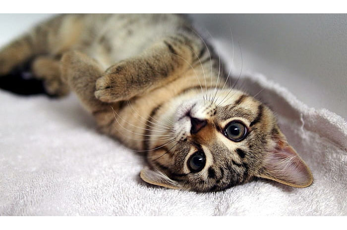 Berikut 6 Alasan Mengapa Kucing Suka Berguling-Guling, Menunjukkan Sinyal Positif dan Tanda Bahagia