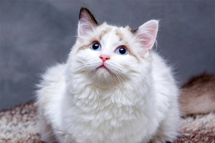 Ternyata Kucing Mengalami Morning Sickness Loh saat Hamil, Berikut Tanda Kehamilan Kucing yang Harus Diketahui Ailurophile (pixabay.com/vlaaitje)