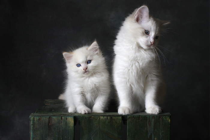 Mengandung Banyak Anak, Ternyata Kucing Hamil Selama 9 Minggu, Berikut Periode Kucing di Masa Kehamilan (pixabay.com/MissKaiser)