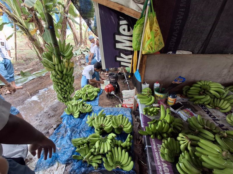 KETAHANAN PANGAN: SMKN 1 Trowulan menggulirkan budi daya pisang cavendish sebagai tindak lanjut program school food care.