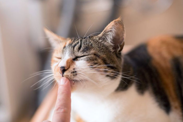 Benarkah Kucing Tidak Bisa Mengingat Wajah Pemilik, Tetapi Mengingatnya Lewat Aroma Tubuh? Begini Menurut Penelitian