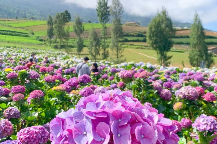 Lagi Viral! Penyuka Bunga Wajib Kesini, Wisata Bunga Hortensia di Batu, Malang yang Indah dan Estetik. (instagram/mzv.suafi_26)