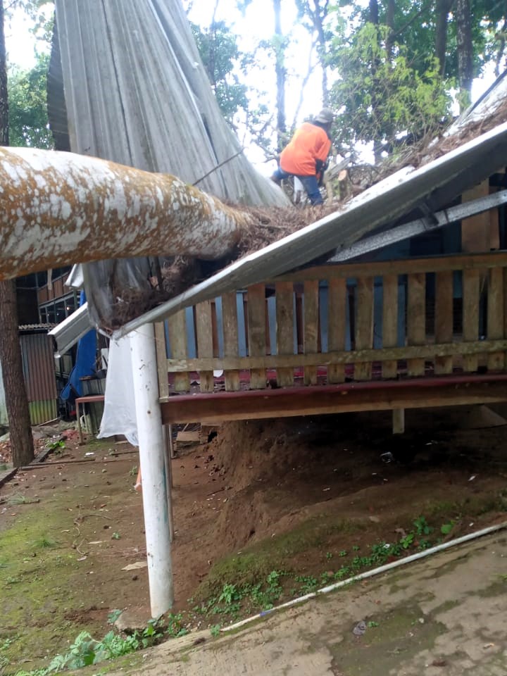 RINGSEK: Pohon pinus tumbang menimpa salah satu warung di Dusun Kemloko, Desa/Kecamatan Trawas, kemarin (14/6).