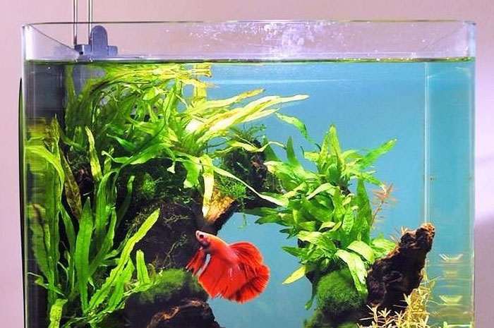 Kamu Memelihara Ikan? Bisa Jadi Kamu Memiliki Enam Kepribadian Unik Ini!. sumber foto: pinterest