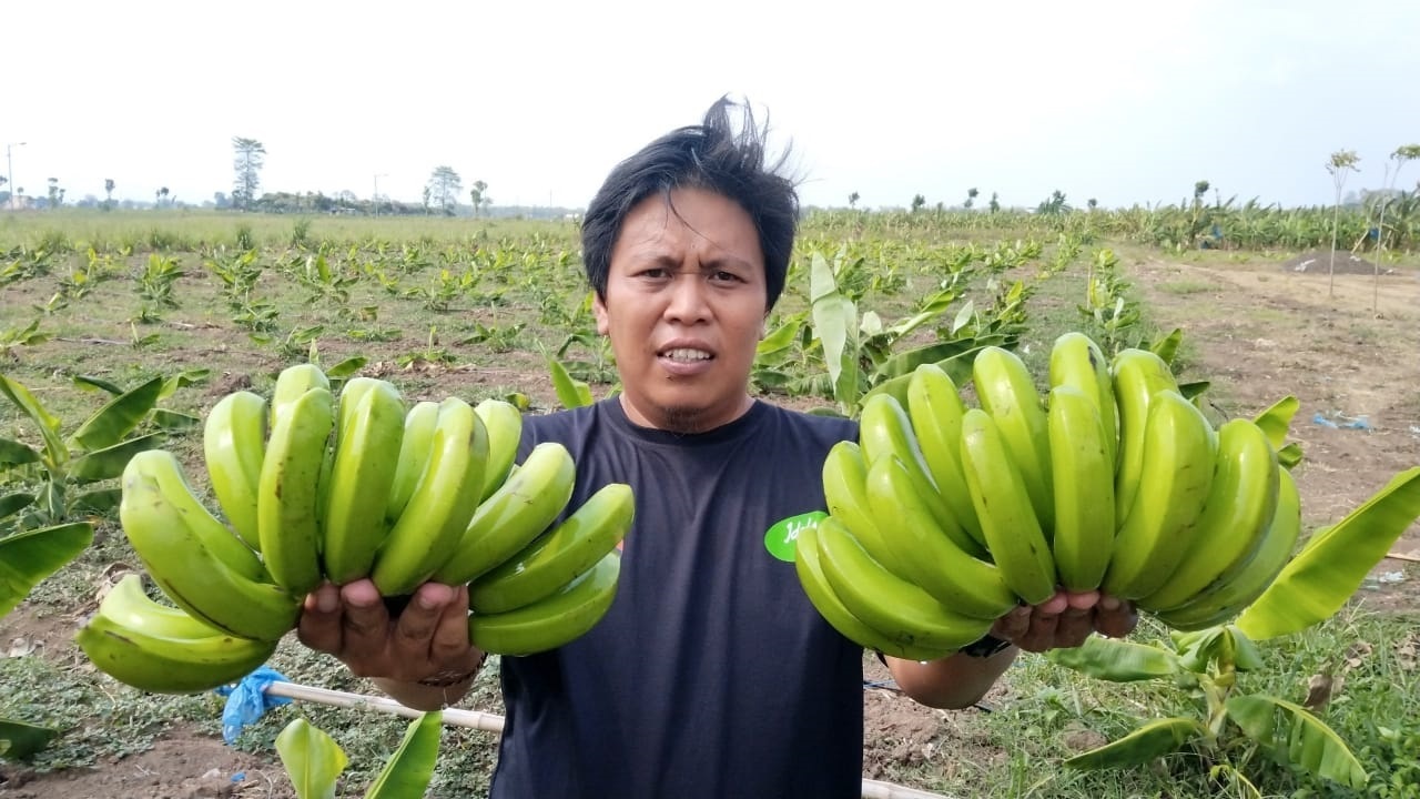IKONIK: Petani di Desa Gading memanen pisang cavendish hasil budi daya di lahan tanah kas desa setempat.
