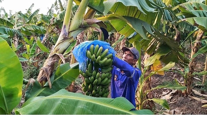MENINGKAT: Perangkat desa bersama BUMDes Gading menyurvei lahan untuk perluasan budi daya pisang cavendish.